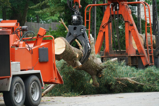 Best Root Management and Removal  in Goulding, FL